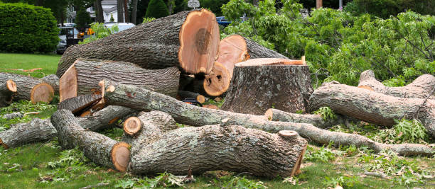 Best Root Management and Removal  in Strasburg, CO